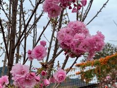 -天适樱花悠乐园