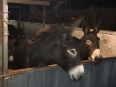 -元鼎宝驴香·全驴宴(江宁店)