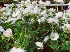 -人民公园(罗湖区)