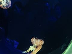 -大连圣亚海洋世界