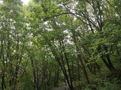 -帽儿山国家森林公园