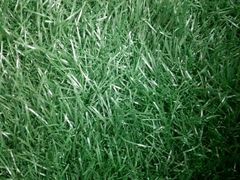-里约热内卢主教座堂