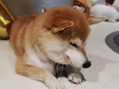 -柴务处·柴犬主题狗咖