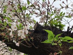 -武汉大学-樱园