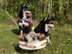 -前小桔亲子创意农场·草莓采摘·露营烧烤