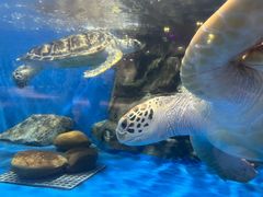 -欢乐海岸海洋奇梦馆