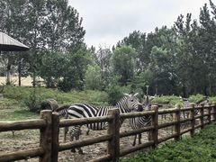 -大连森林动物园