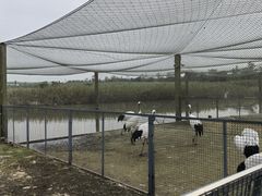-盐城丹顶鹤湿地生态旅游区