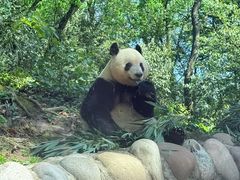 -中国大熊猫保护研究中心雅安碧峰峡基地