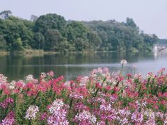 -黄山鲁森林公园