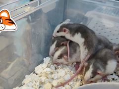 -萌兽医馆·眼科·异宠专科(三里屯店)
