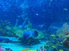 -上海海昌海洋公园-停车场