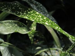 -深圳仙湖植物园