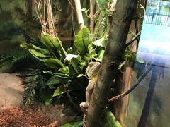 -费瑟代尔野生动物园