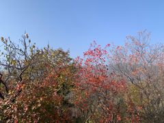 -香山公园