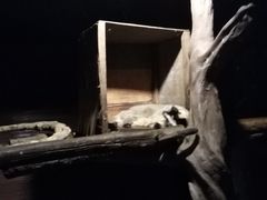 -清迈夜间动物园