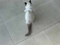 -怪兽屋·羊驼·猫咖·狗咖(俊华广场店)