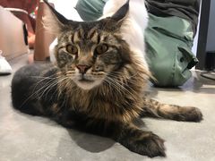 -瞄一喵猫咖(格力海岸店)