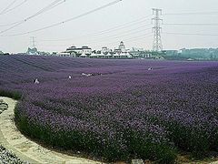香薰山谷-紫颐香薰山谷景区