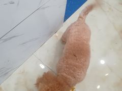 -心语宠物医院·急重症转诊中心·瑞辰华诺(南青路店)