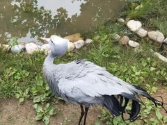 -西霞口神雕山野生动物世界