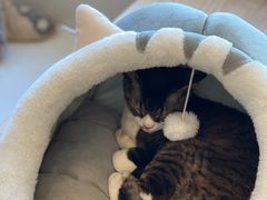 -Let's go狗咖·猫咖·奶狗·桌游(春熙路IFS店)