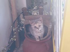-70cat德文卷毛猫·缅因猫纯种猫舍
