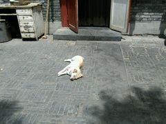 android_upload_pic-东兴顺爆肚张