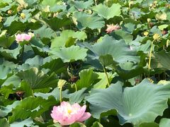 -荷塘月色湿地公园·向阳花洲