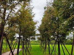 -春花秋色城市公园