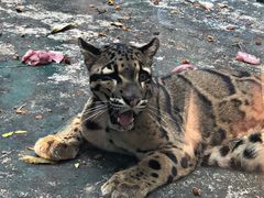 -清迈夜间动物园