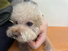 -爱妮康宠物医院·干细胞免疫细胞·肿瘤·心脏(张江店)