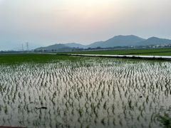 -崖口煲仔饭
