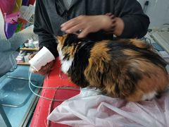 -北京赛佳动物医院