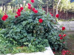 -庆岭迎宾园正宗活鱼馆