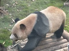 -深圳野生动物园