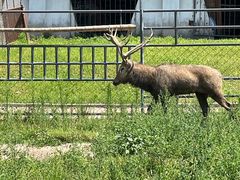 -哈尔滨北方森林动物园