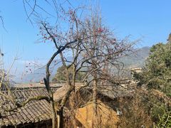 -杨家堂村