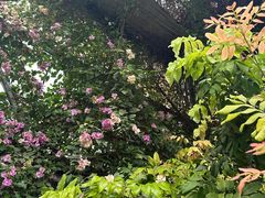 -呀路古热带植物园