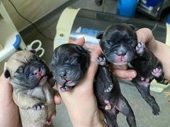 -安安宠医·安宠宠物医院