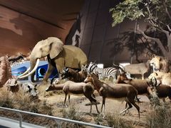 -贝林大翅鲸简餐厅(国家海洋博物馆店)