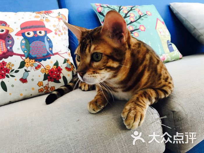 catsparty猫咪主题休闲吧图片 - 第2张