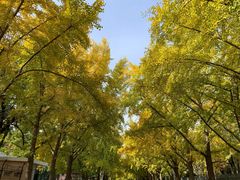 -三里屯东五街银杏大道