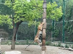 -上海野生动物园
