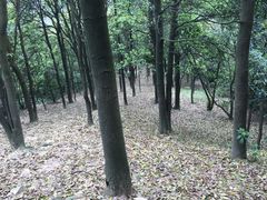 -火炉山森林公园