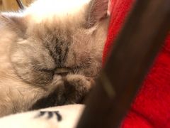 -猫色咖啡·猫咖