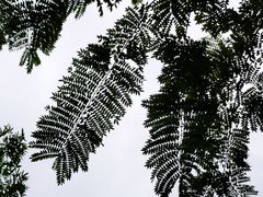 -西双版纳原始森林公园