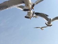 -长岛万鸟岛
