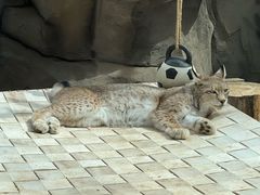 -青藏高原野生动物园
