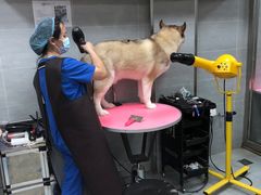-宠福鑫康馨动物医院·骨科·眼科